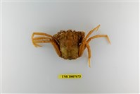 藏品(東方人面蟹)的圖片